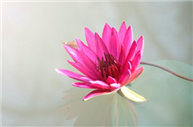 祝福新婚快樂(lè)的祝福語(yǔ) 恭喜結(jié)婚的金句